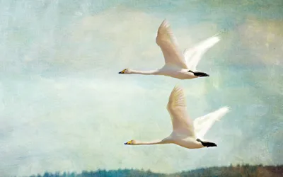 Летящий лебедь арт - 56 фото