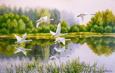 Picture bird Swans White Flight Animals 7275x3712