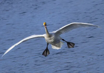 Лебеди летят - картинки и фото poknok.art