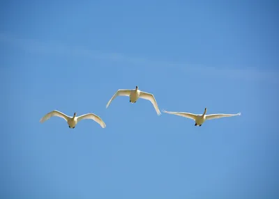 10-ка летящих лебедей. Выбор за вами | Фотопутешествия | Дзен