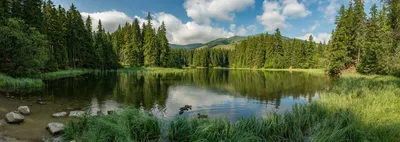 Бесплатные Летний лес - HDR стоковые фотографии | FreeImages