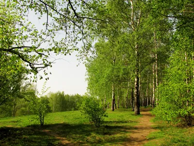 Летний лес Чеджу