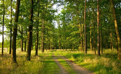 Лес зеленый рисунок - 67 фото