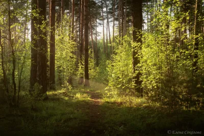 зеленый летний лес в туманное утро. туманный лесной природный ландшафт.  путь через лес. Стоковое Изображение - изображение насчитывающей земля,  настроение: 221432165