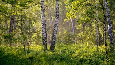 Летний лес на склонах гор :: Стоковая фотография :: Pixel-Shot Studio