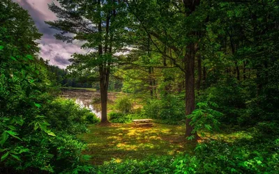 Лес в ясный и теплый летний день. Стоковое Фото - изображение насчитывающей  ландшафт, лето: 173438202
