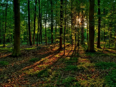 Летний лес, эстетично, профессиональное…» — создано в Шедевруме