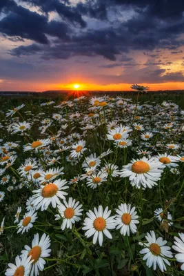 Летний закат. Фотограф Мартыненко Дмитрий