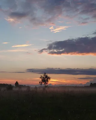 Теплый летний закат в ромашковом поле. Кавказский Минеральные Воды.  #ромашки #chamomile #natgeoru | Instagram