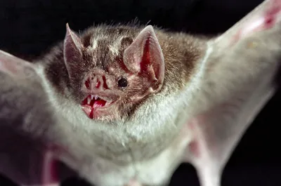 Ужас, летящий на крыльях ночи: 7 самых необычных летучих мышей | Вокруг  Света