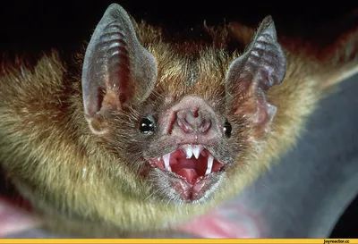 Baby Bat Burritos,Animals,,These little flying foxes are new arrivals to  the Australian Bat Clinic after an extreme heat event separated them from  their mothers. Learn more about the bat clinic here:  www.australianbatclinic.com.au