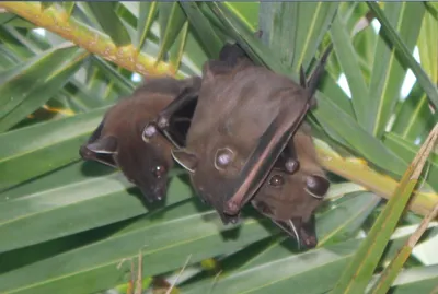 Myotis sibiricus – Сибирская ночница