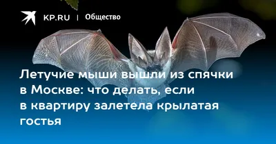 Летучие мыши в городе: что делать? | ВКонтакте