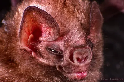 Летучие мыши-вампиры в Бразилии перешли на кровь людей - ученые