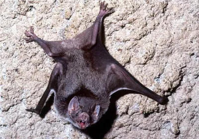 Общая летучая мышь вампира стоковое изображение. изображение насчитывающей  звеец - 33705297