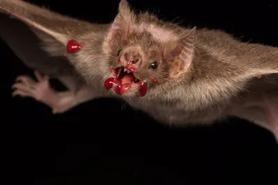 Вампир летучая мышь | это... Что такое Вампир летучая мышь?