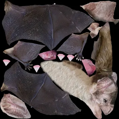 Летучая мышь-вампир с мехом (Rigged) 3D Модель $139 - .fbx .obj .ztl .ma -  Free3D