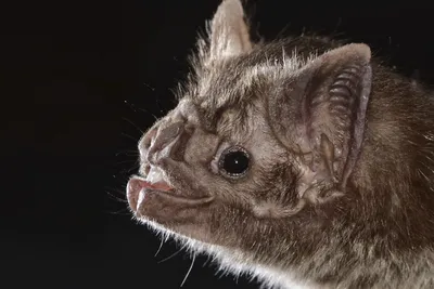 Способны ли летучие мыши-вампиры питаться только кровью