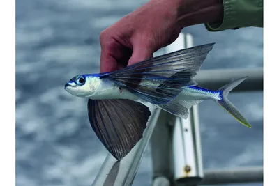 Летучая рыба 3D model - Скачать Животные на 3DModels.org