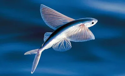 Виды Летающих Рыб — стоковые фотографии и другие картинки Летучая рыба - Летучая  рыба, Без людей, Вода - iStock