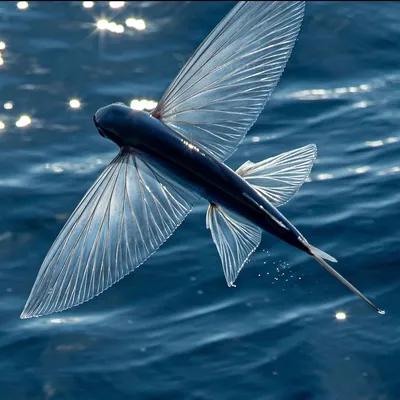 Летучая рыба в черном море - 62 фото