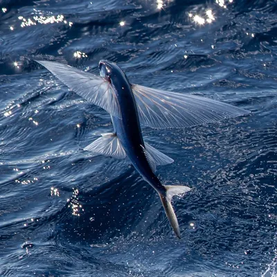 Рыба, которая умеет летать | Мир за окошком | Дзен
