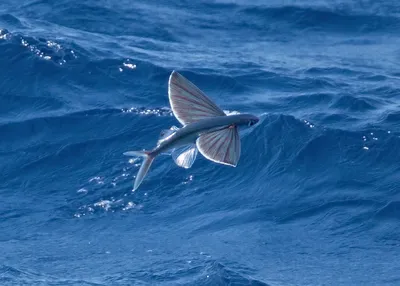 Летучая рыба: путешествие в небесный океан | Морские обитатели | Дзен