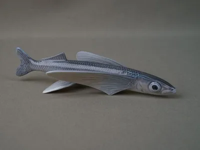 Атлантическая летучая рыба 3D Модель $44 - .max .fbx .ma .obj - Free3D