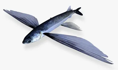 Летучая рыба в акварели иллюстрация вектора. иллюстрации насчитывающей  изображение - 98657938