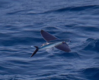 Летучая Рыба (созвездие) — Википедия
