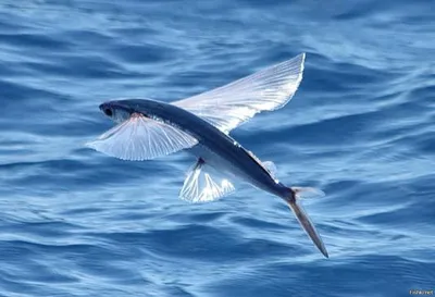 Летучая Рыба — стоковые фотографии и другие картинки Летучая рыба - Летучая  рыба, Горизонтальный, Крупный план - iStock