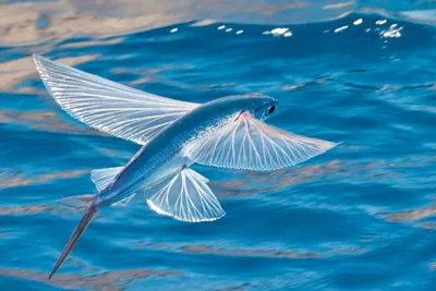 Летучая рыба: описание, где обитает, чем питается