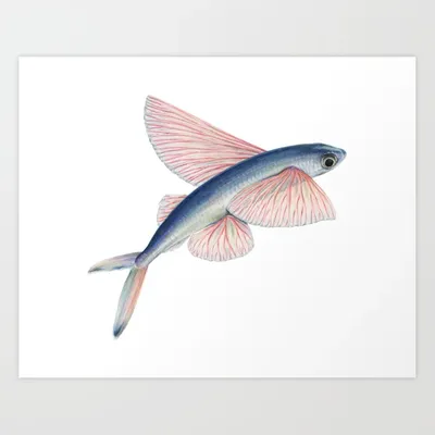 Летучая рыба 3D Модель $49 - .3ds .dae .fbx .max .obj - Free3D