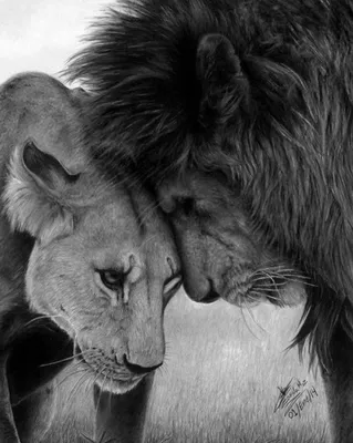 Сила в нас | Animals beautiful, Lion love, Lion photography