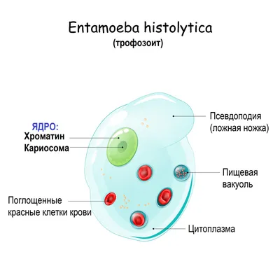 Энциклопедия \"Паразиты в организме человека\"