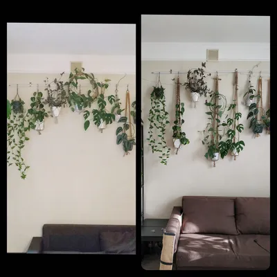 Искусственные растения лианы Birdhouse Декоративный плющ на стену 12 шт -  купить в Москве, цены на Мегамаркет