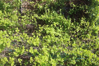 Liana Artificial Garland | Ivy Plants Flowers | Artificial Liana Decor - 72  Leaves 2m - Aliexpress