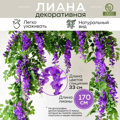 Лианы для дачного сада — виды, посадка и уход🌿