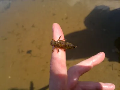 Личинка - Стрекозы Беларуси (Odonata of Belarus)