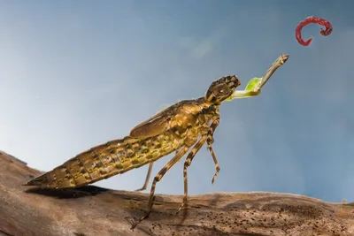 Приманка джиговая Minoga Ultra Larva \"Личинка стрекозы\", из съедобного  ароматизированного силикона купить по цене 174.3 ₽ в интернет-магазине  KazanExpress