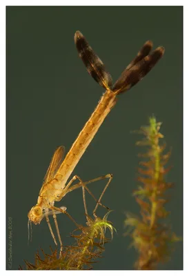 Личинка стрекозы Akara Eatable Insect 65 мм купить в Минске, цены - karas.by