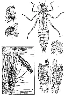 Личинка стрекозы Akara Eatable Insect 65 мм купить в Минске, цены - karas.by