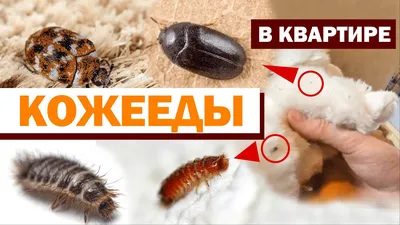 Чем опасен кожеед для человека?