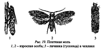 Личинки моли домашней: как выглядят, где заводятся и как избавиться?