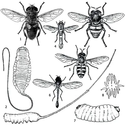 Веснянки: Первые насекомые, что просыпаются весной. Их взрослые очень  слабы, а личинки — опасные хищники | Пикабу