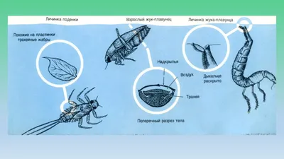 Стеклянный червь • Никита Вихрев • Научная картинка дня на «Элементах» •  Энтомология