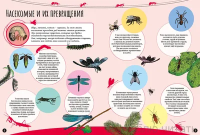 🔴 Жуткие насекомые обитающие у вас дома!? | Склад Информации | Дзен