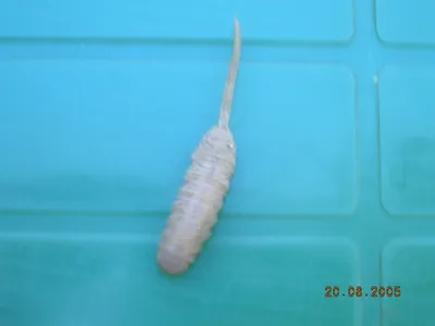 Белые насекомые в ванной и туалете: причины появления и способы избавиться  | ivd.ru