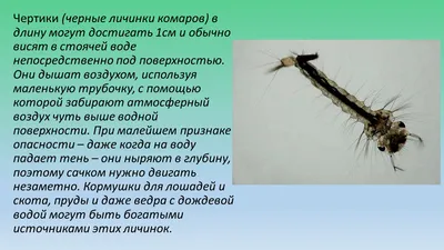 Личинки каких насекомых могут оставить вас без урожая | Дела огородные  (Огород.ru)