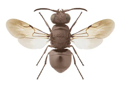 Синантропные мухи - личинки и яйца мух